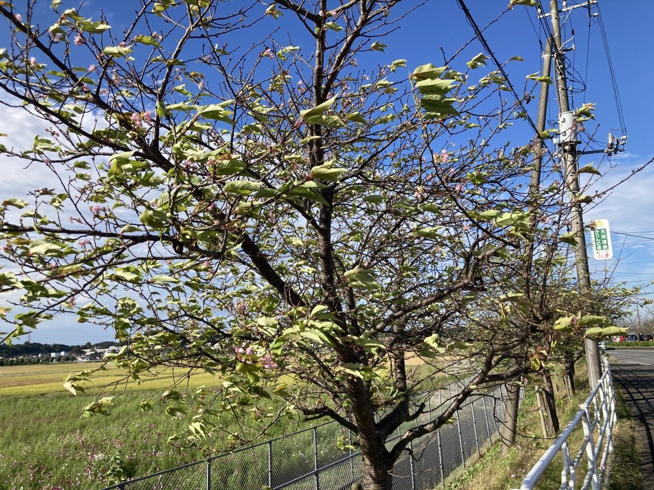 河津桜